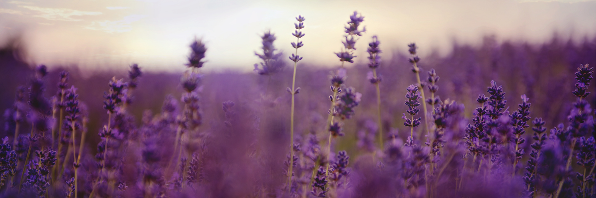 Tour de Lavender