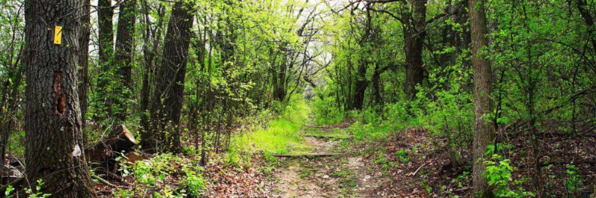 Among the Trees