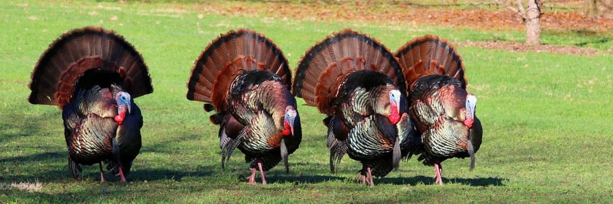 Turkey Dri Tri Oak Brook Park District