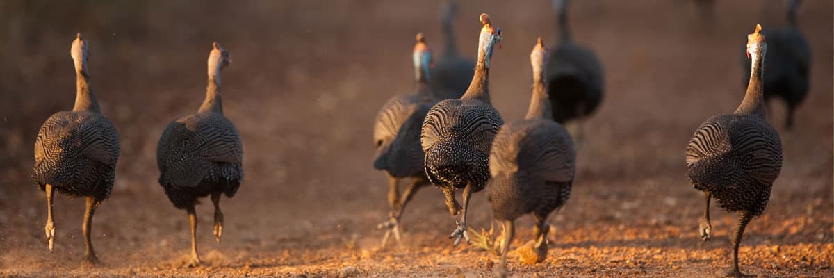 New Hope Turkey Trot