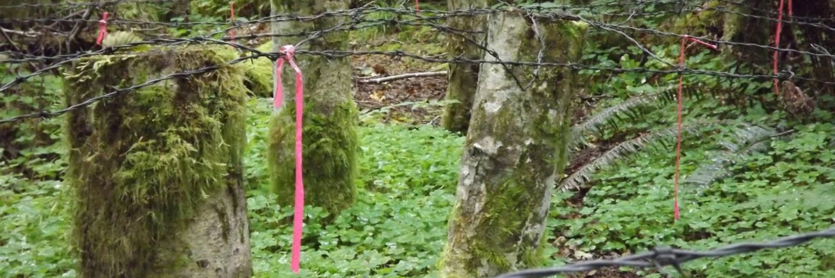 McCubbins Gulch Trail Race