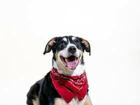 Westminster Kennel Club Dog Show