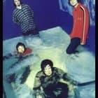 The Seahorses
