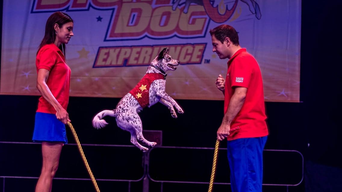 Stunt Dog Experience