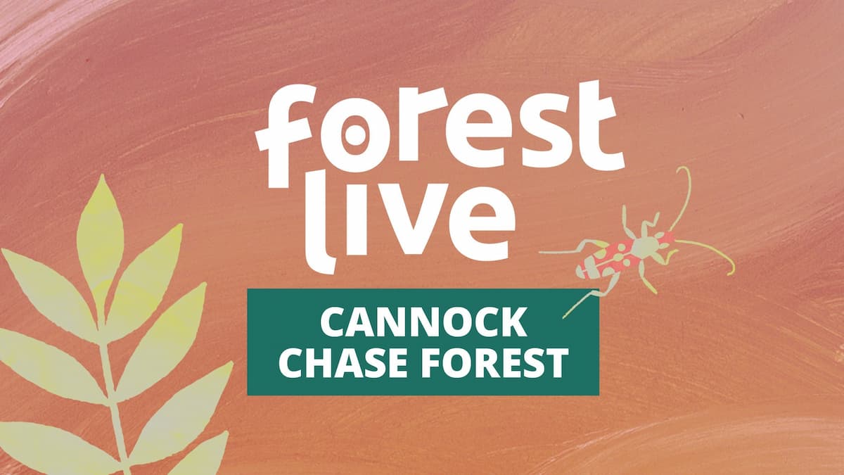 Cannock Chase Forest